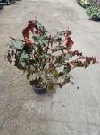 Begonia Sera-ti-Petala - M