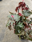 Begonia Sera-ti-Petala - M