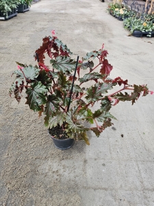 Begonia Sera-ti-Petala - M