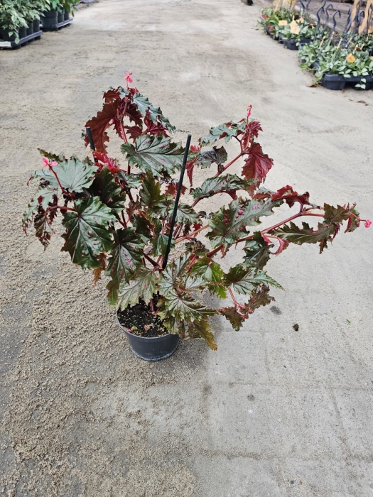 Begonia Sera-ti-Petala - M