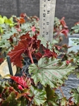 Begonia Sera-ti-Petala - M