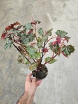 Begonia Sera-ti-Petala - M