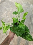 Epipremnum Marble Green / Jungle Star - M