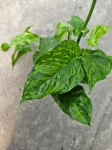 Epipremnum Marble Green / Jungle Star - M