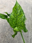 Epipremnum Marble Green / Jungle Star - M