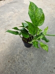 Epipremnum Marble Green / Jungle Star - M