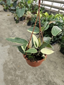 Hoya macrophylla 'Albomarginata' - L