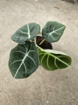 Alocasia black velvet - M