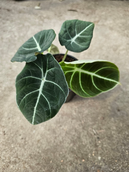 Alocasia black velvet - M