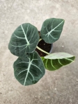 Alocasia black velvet - M
