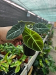 Alocasia black velvet - M