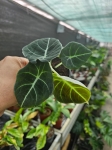 Alocasia black velvet - M