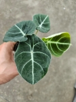 Alocasia black velvet - M