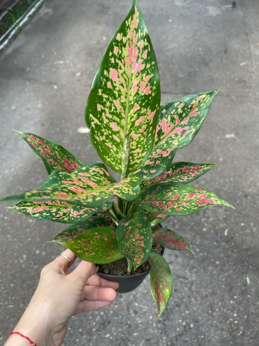 Aglaonema Strawberry Baby - M