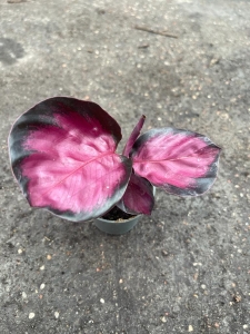 Calathea roseopicta Crimson - S