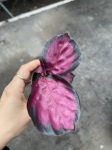 Calathea roseopicta Crimson - S