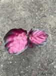 Calathea roseopicta Crimson - S