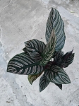 Calathea ornata sanderiana - L