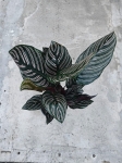 Calathea ornata sanderiana - L