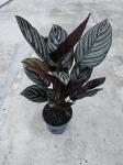 Calathea ornata sanderiana - L