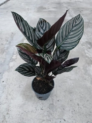Calathea ornata sanderiana - L