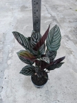 Calathea ornata sanderiana - L