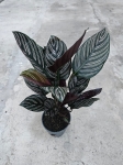 Calathea ornata sanderiana - L