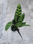 Calathea lancifolia - L