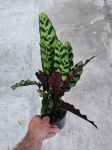 Calathea lancifolia - L