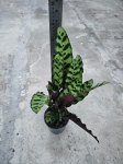 Calathea lancifolia - L