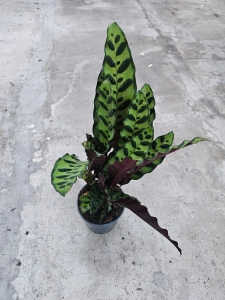 Calathea lancifolia - L