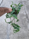Monstera adansonii var. laniata - L