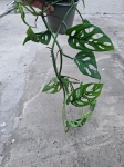 Monstera adansonii var. laniata - L