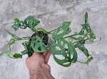 Monstera adansonii var. laniata - L