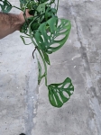 Monstera adansonii var. laniata - L