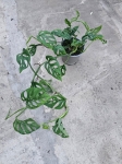 Monstera adansonii var. laniata - L
