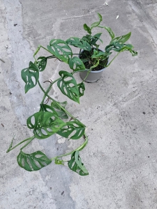 Monstera adansonii var. laniata - L