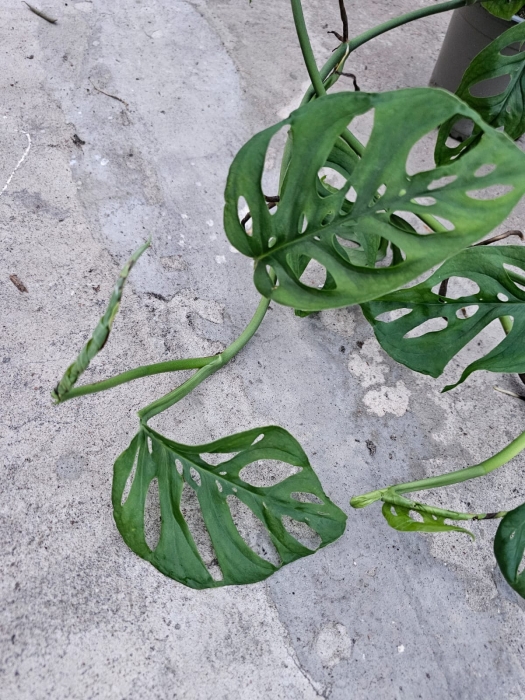 Monstera adansonii var. laniata - przykładowa, roślina mateczna