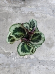 Calathea Marion - L