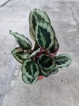 Calathea Marion - L