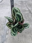 Calathea Marion - L