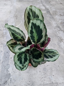 Calathea Marion - L