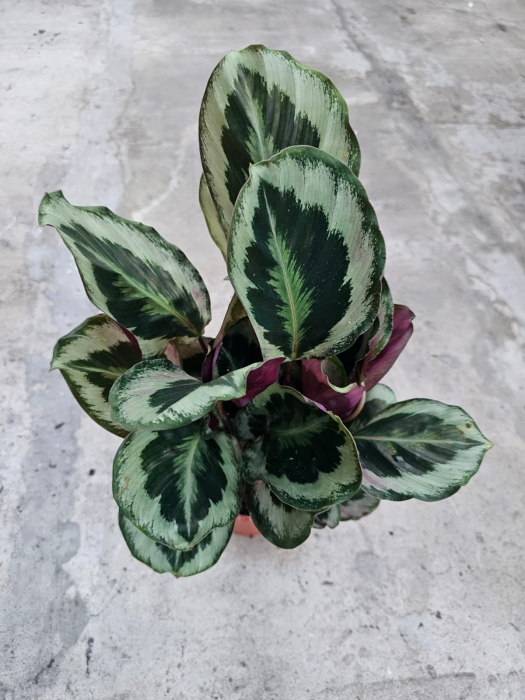 Calathea Marion - L