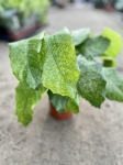 Calathea musaica Network