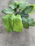 Calathea musaica Network