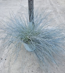 Festuca glauca Intense Blue