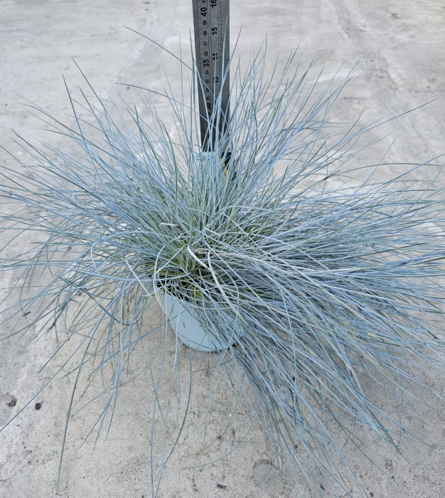 Festuca glauca Intense Blue