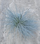 Festuca glauca Intense Blue