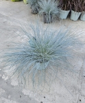 Festuca glauca Intense Blue