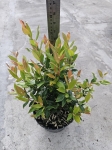 Leucothoe Little Flames
